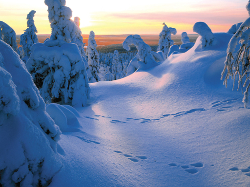 Op reis en op ontdekking in de pracht van winters Lapland